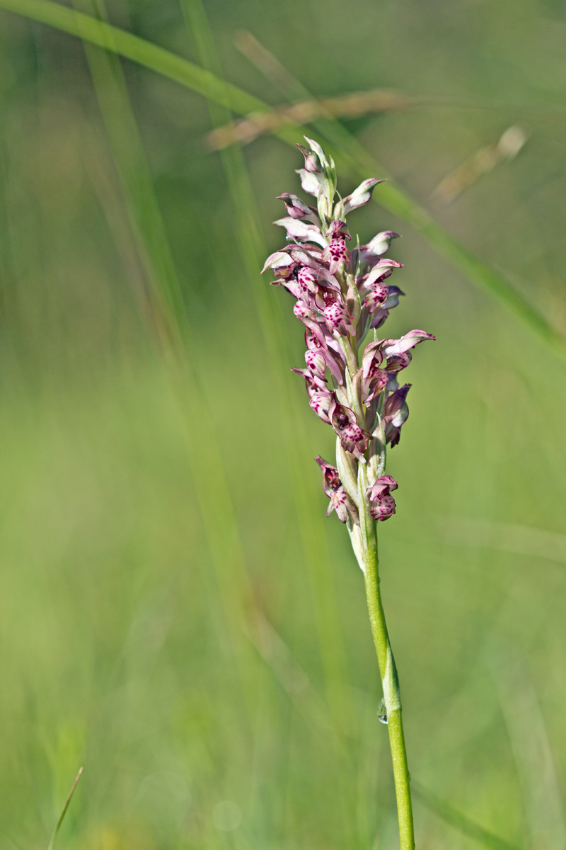 Anacamptis cariophora